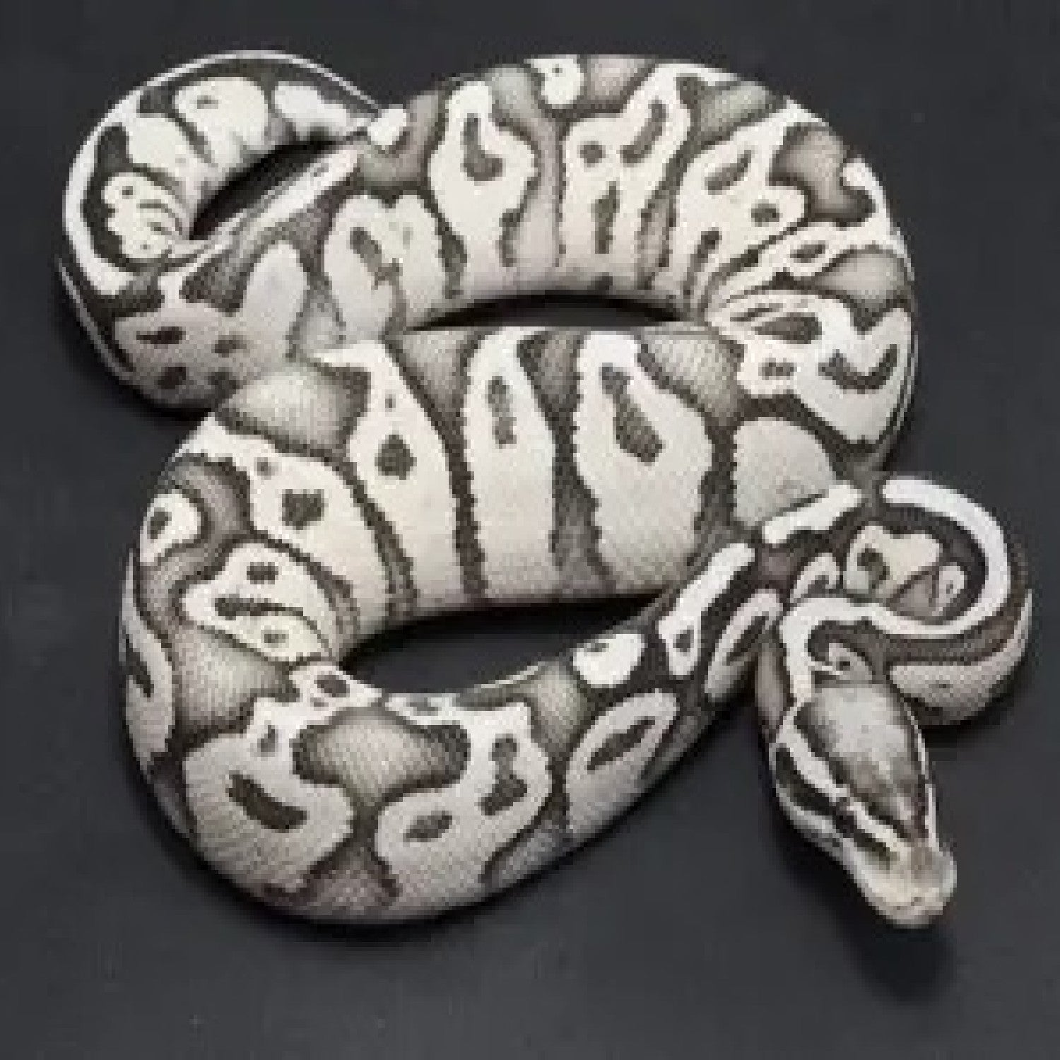 Ball Python Care Sheet