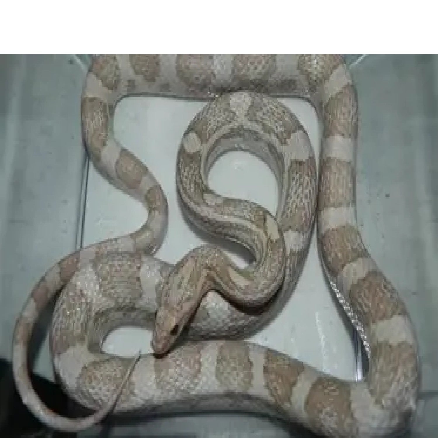 Corn Snake Care Sheet