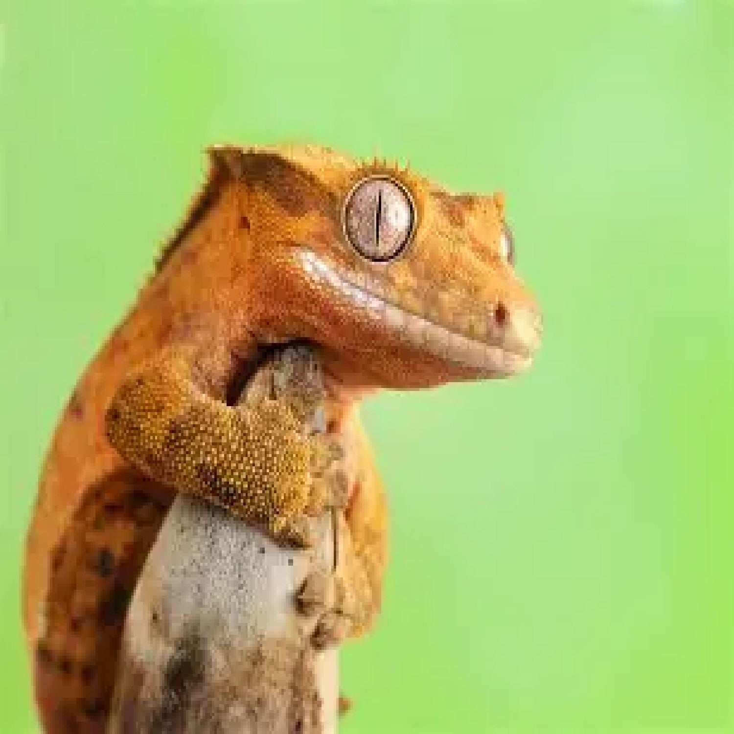 Created Gecko Care Sheet