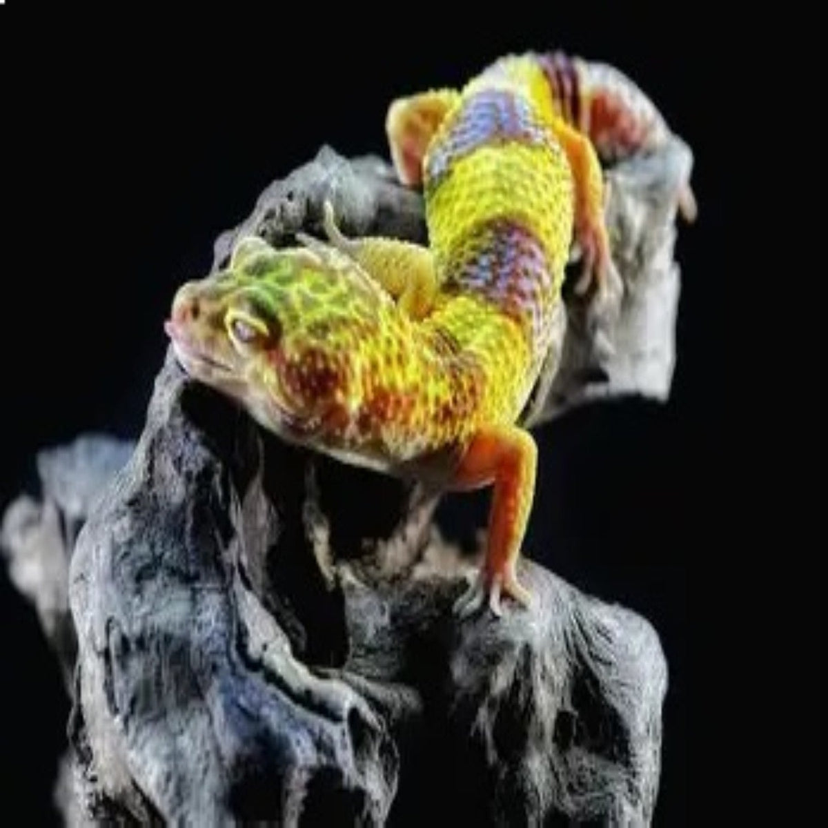 Lueucistic Ball Python - NextGen Exotic Morphs