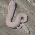 Lueucistic Ball Python