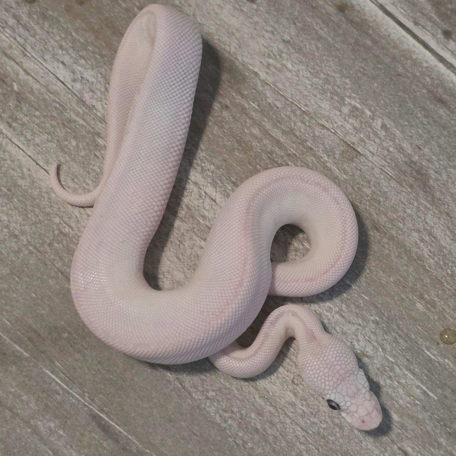 Lueucistic Ball Python
