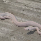 Lueucistic Ball Python