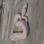 Lueucistic Ball Python