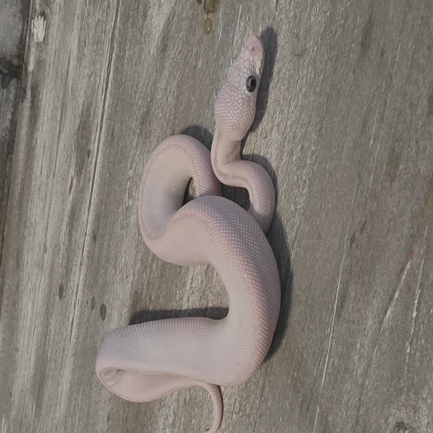 Lueucistic Ball Python