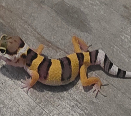 Leopard Gecko - High Contrast Juvenile