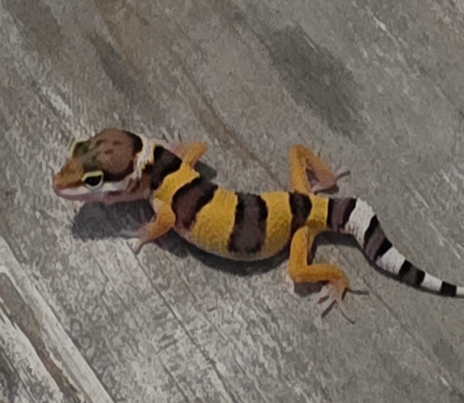 Leopard Gecko - High Contrast Juvenile