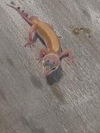 Leopard Gecko – Hypo Tangerine Juvenile