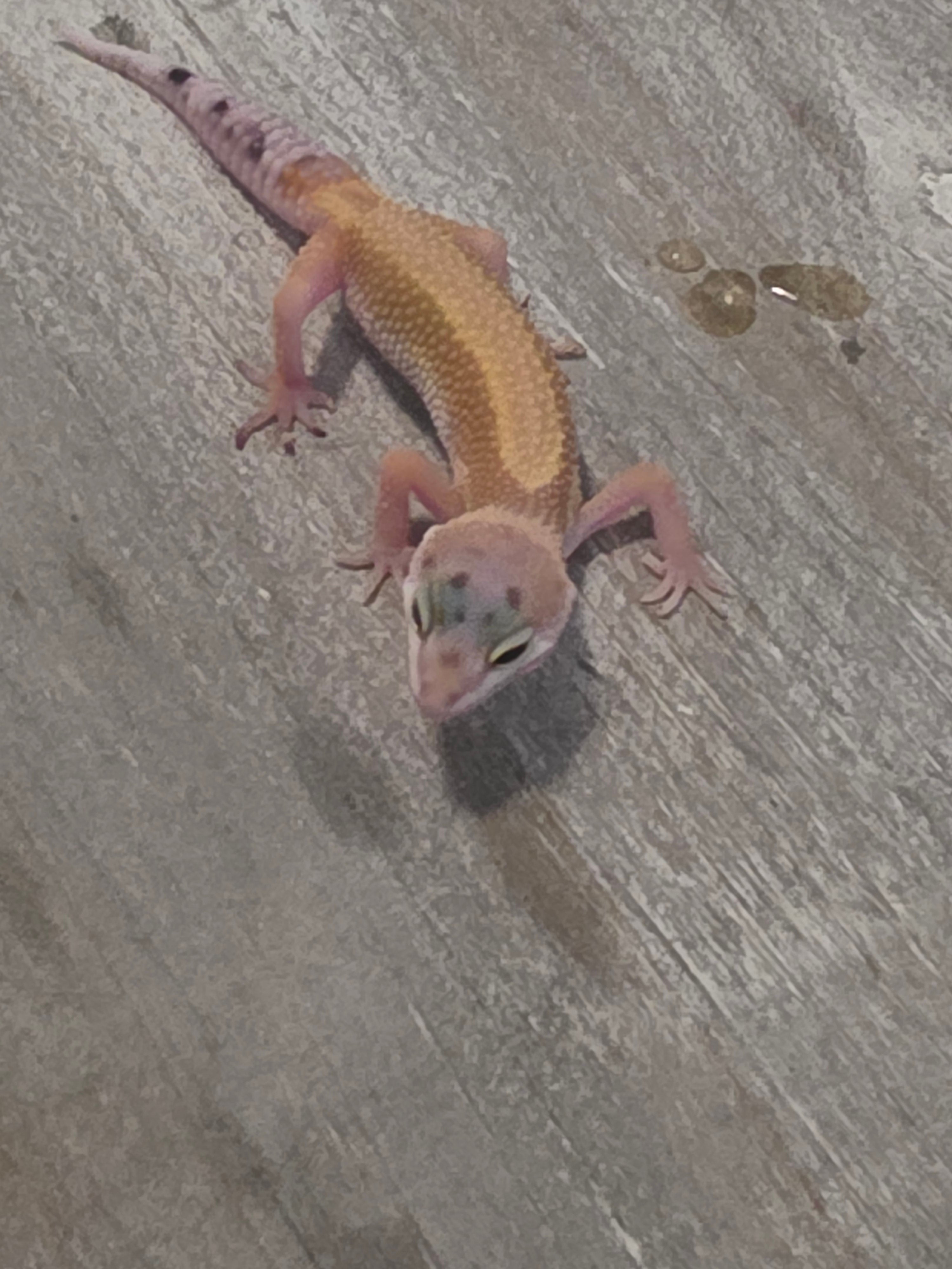 Leopard Gecko – Hypo Tangerine Juvenile