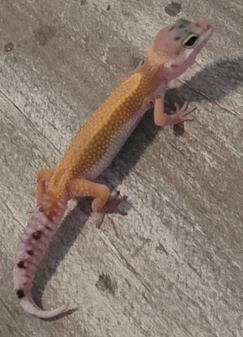 Leopard Gecko – Hypo Tangerine Juvenile