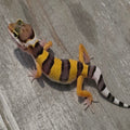 Leopard Gecko - High Contrast Juvenile