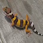 Leopard Gecko - High Contrast Juvenile