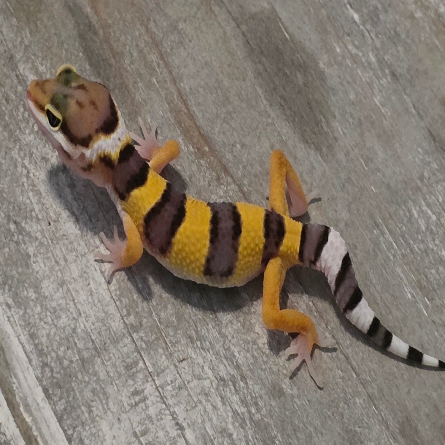 Leopard Gecko - High Contrast Juvenile