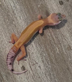 Leopard Gecko – Hypo Tangerine Juvenile