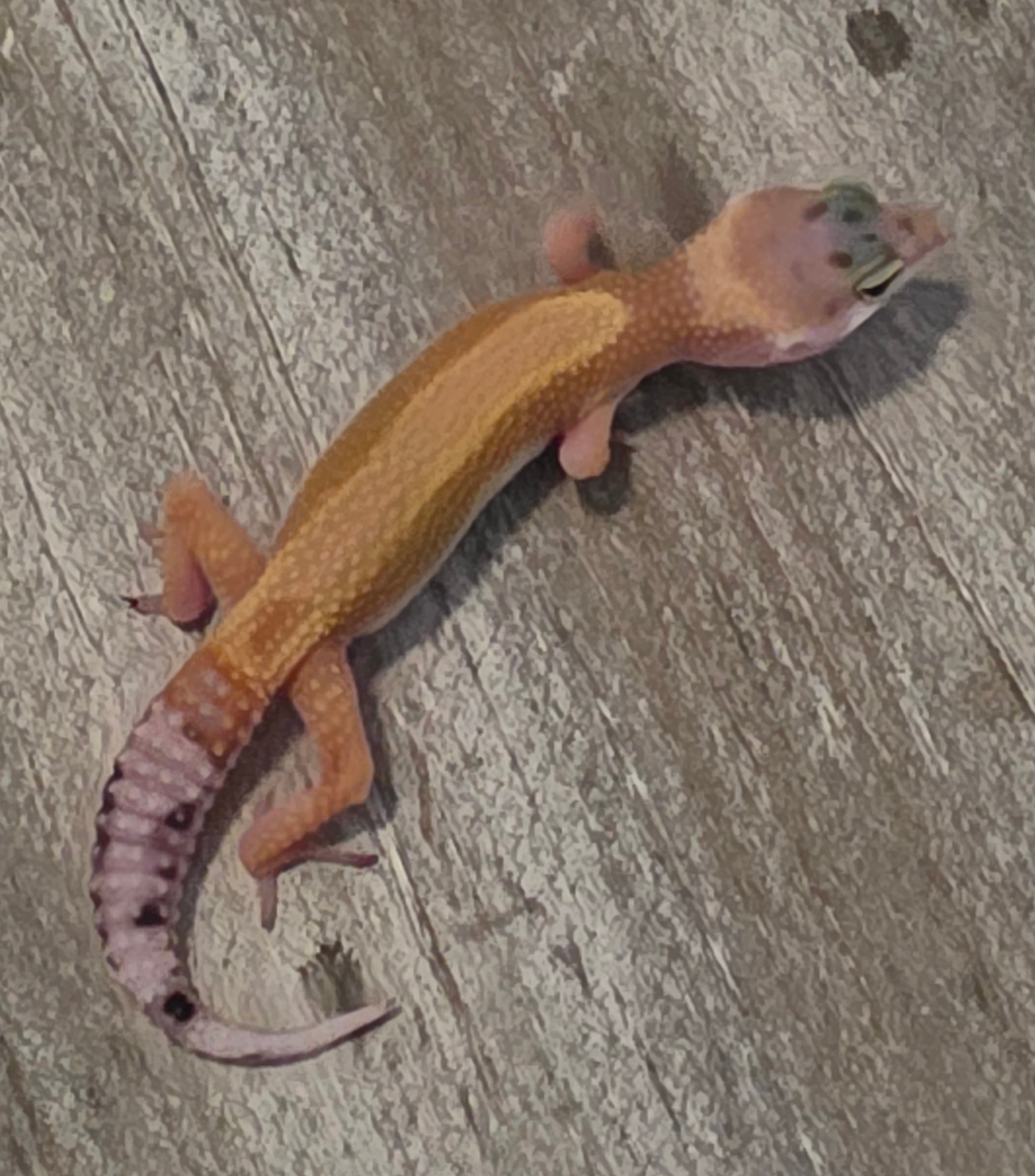 Leopard Gecko – Hypo Tangerine Juvenile