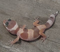 Leopard Gecko – Banded Pastel Juvenile