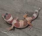 Leopard Gecko – Banded Pastel Juvenile