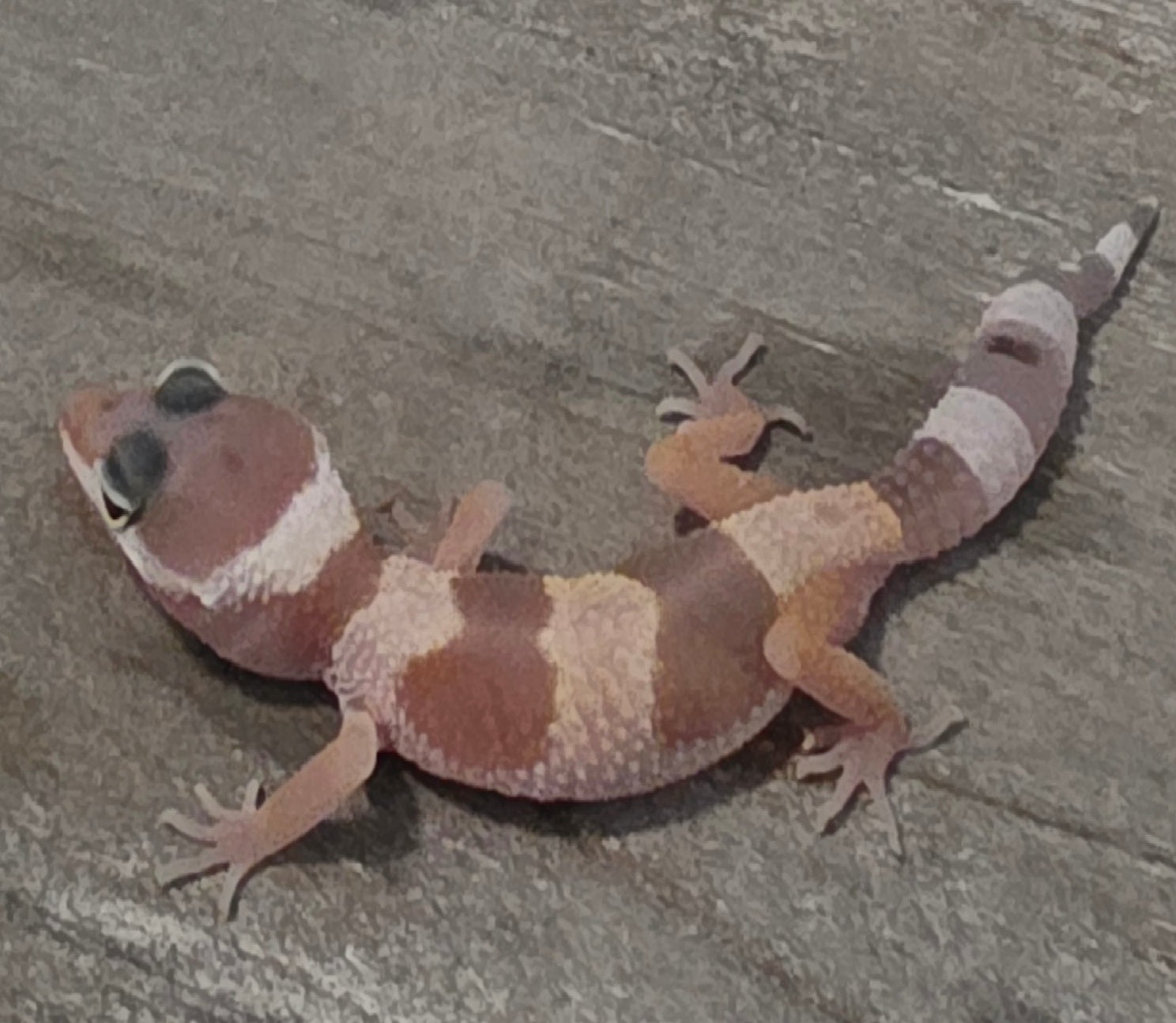 Leopard Gecko – Banded Pastel Juvenile