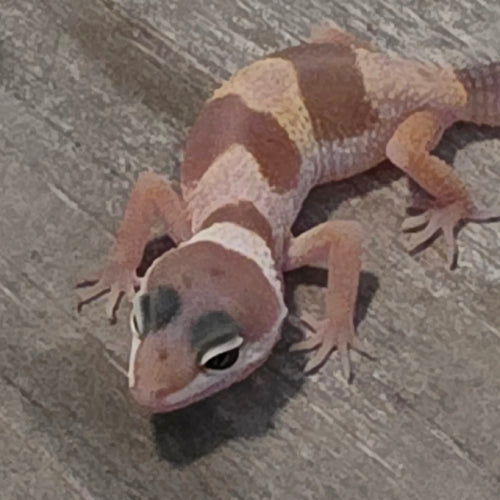 Leopard Gecko – Banded Pastel Juvenile