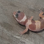 Leopard Gecko – Banded Pastel Juvenile