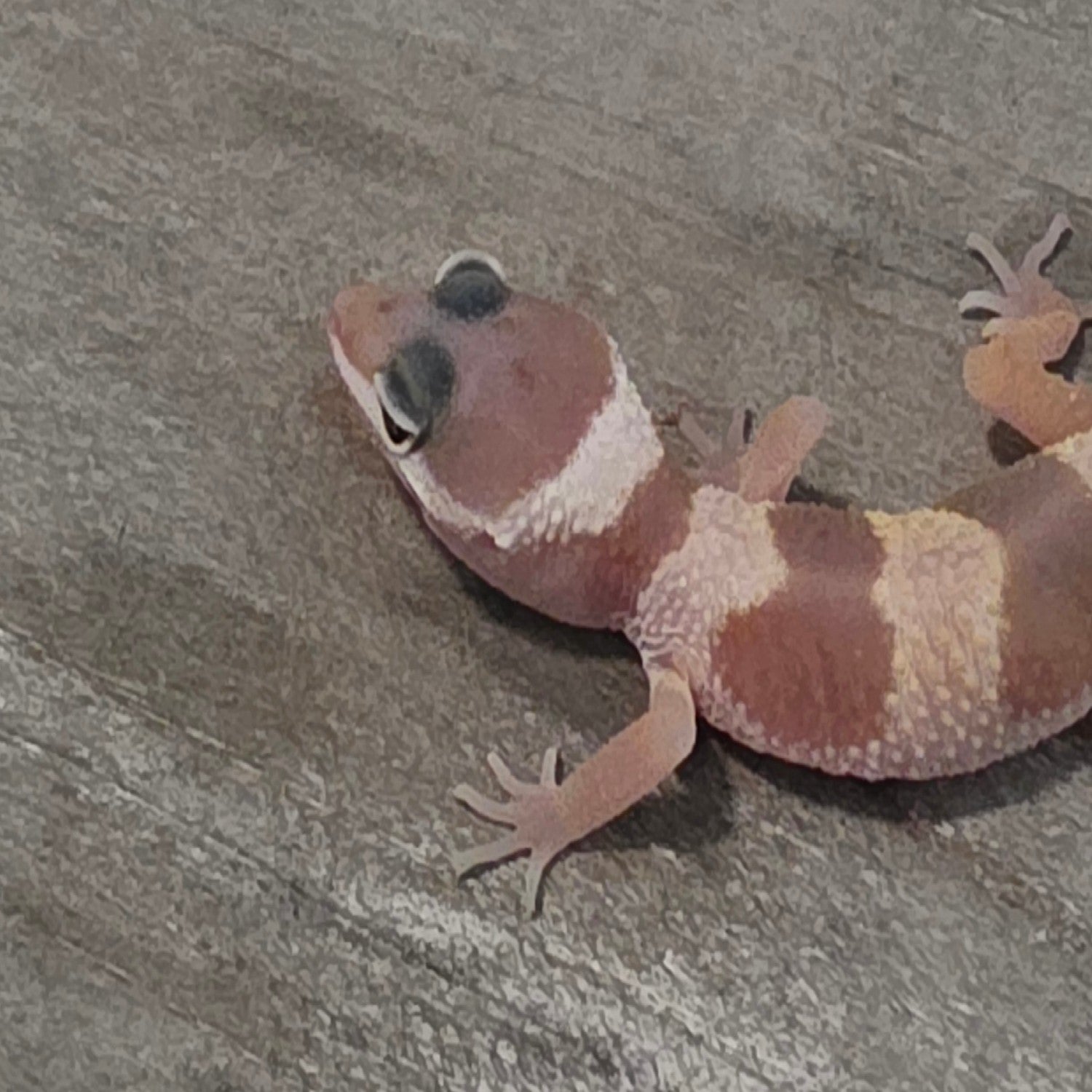 Leopard Gecko – Banded Pastel Juvenile