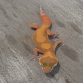 Leopard Gecko – Tangerine Juvenile
