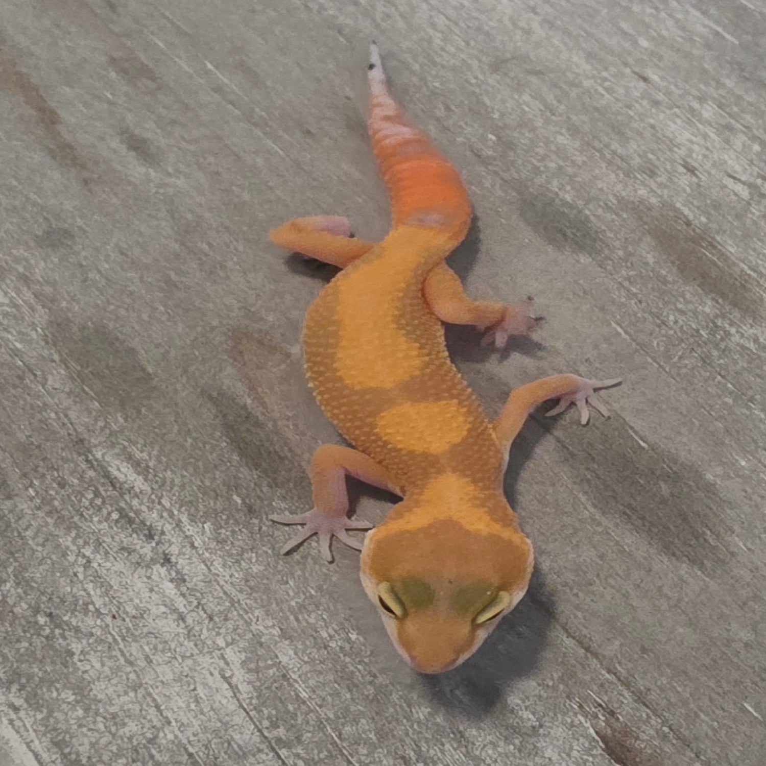 Leopard Gecko – Tangerine Juvenile