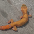 Leopard Gecko – Tangerine Juvenile