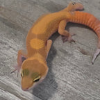 Leopard Gecko – Tangerine Juvenile