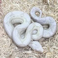 Moonglow Boa Constrictor