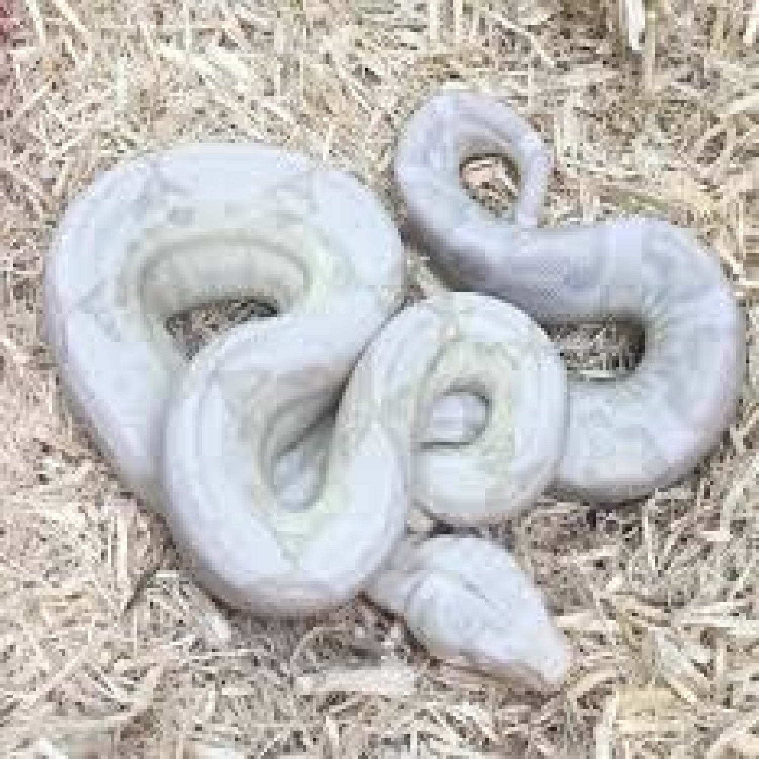 Moonglow Boa Constrictor