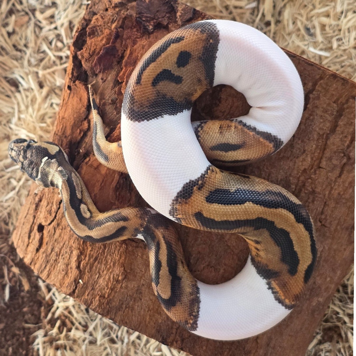 High White Pied Ball Python – Female – 2025 Hatchling