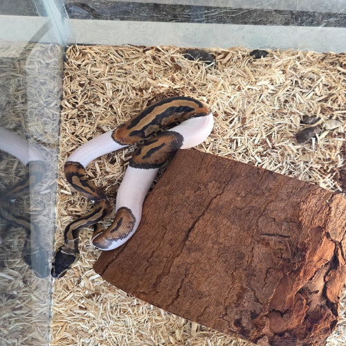 High White Pied Ball Python – Female – 2025 Hatchling