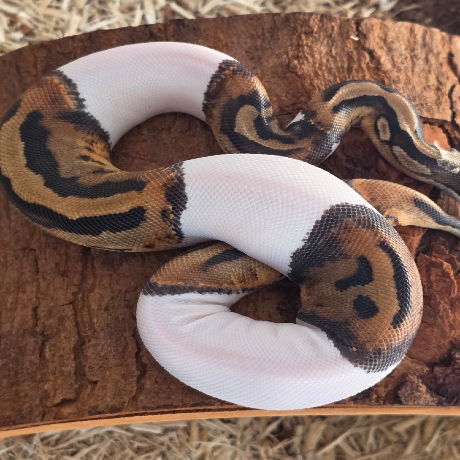 High White Pied Ball Python – Female – 2025 Hatchling
