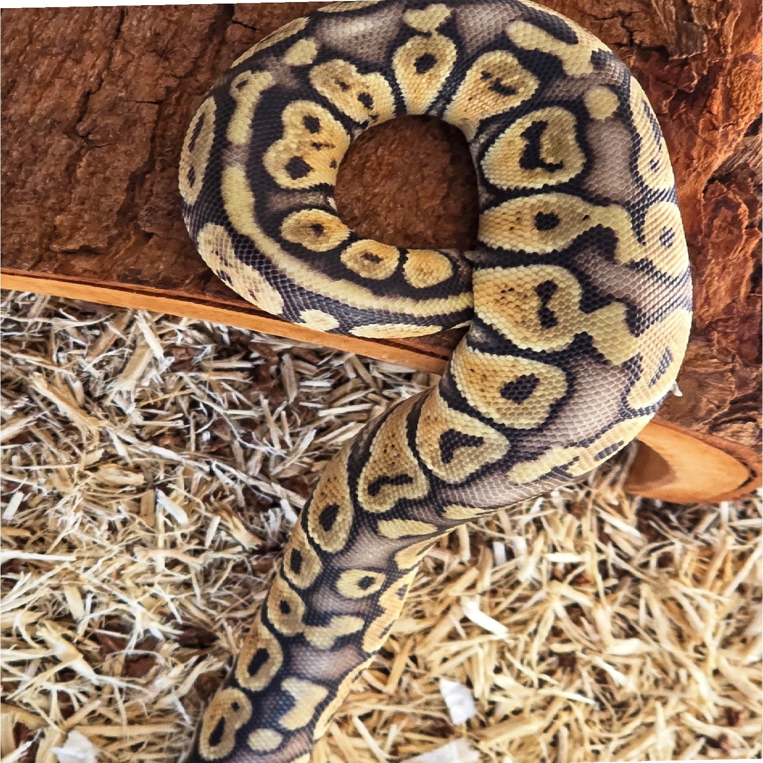 Super Pastel Ball Python – Female – 2025 Hatchling