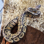 Super Pastel Ball Python – Female – 2025 Hatchling