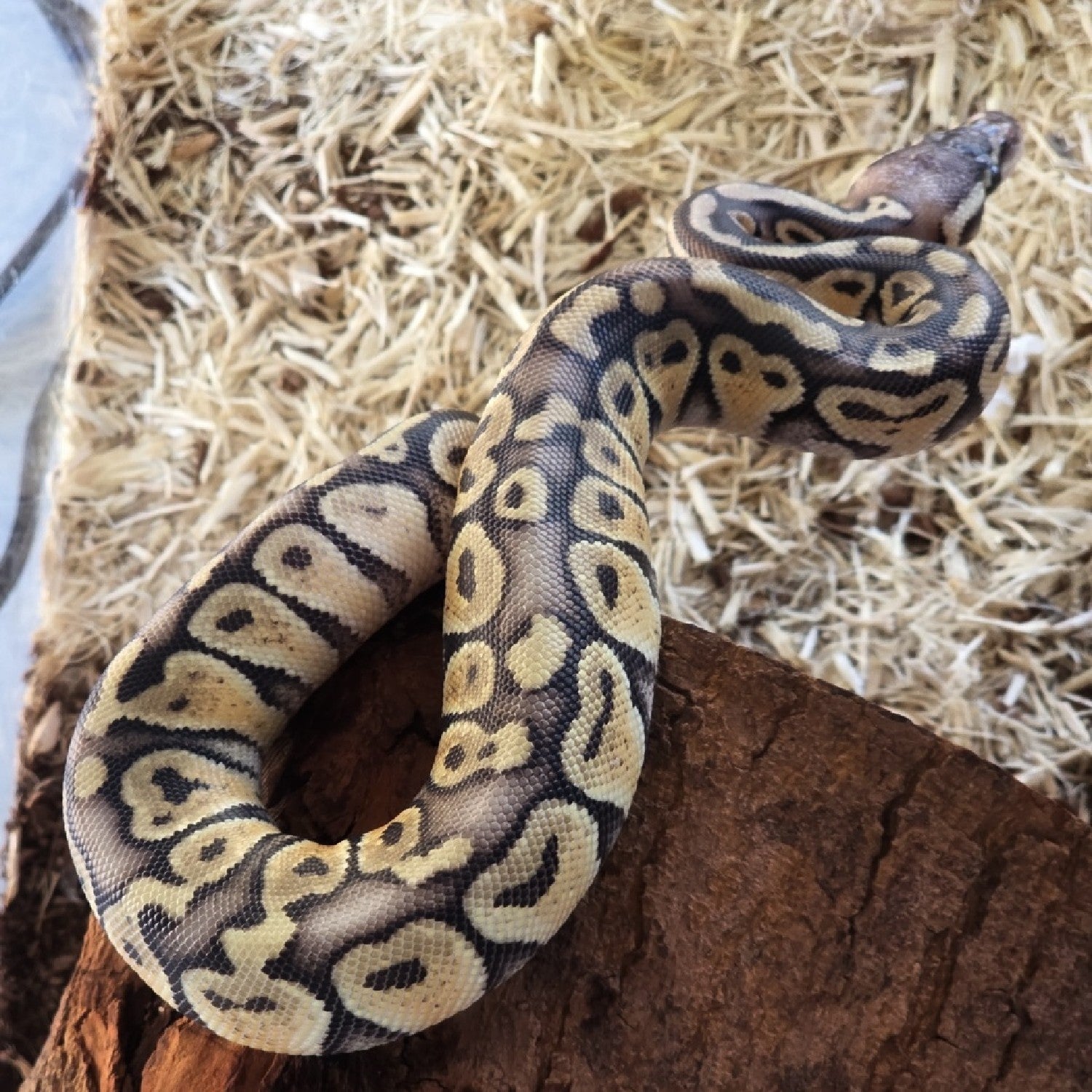 Super Pastel Ball Python – Female – 2025 Hatchling