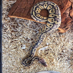 Super Pastel Ball Python – Female – 2025 Hatchling