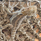 Vibrant Breaded Dragon
