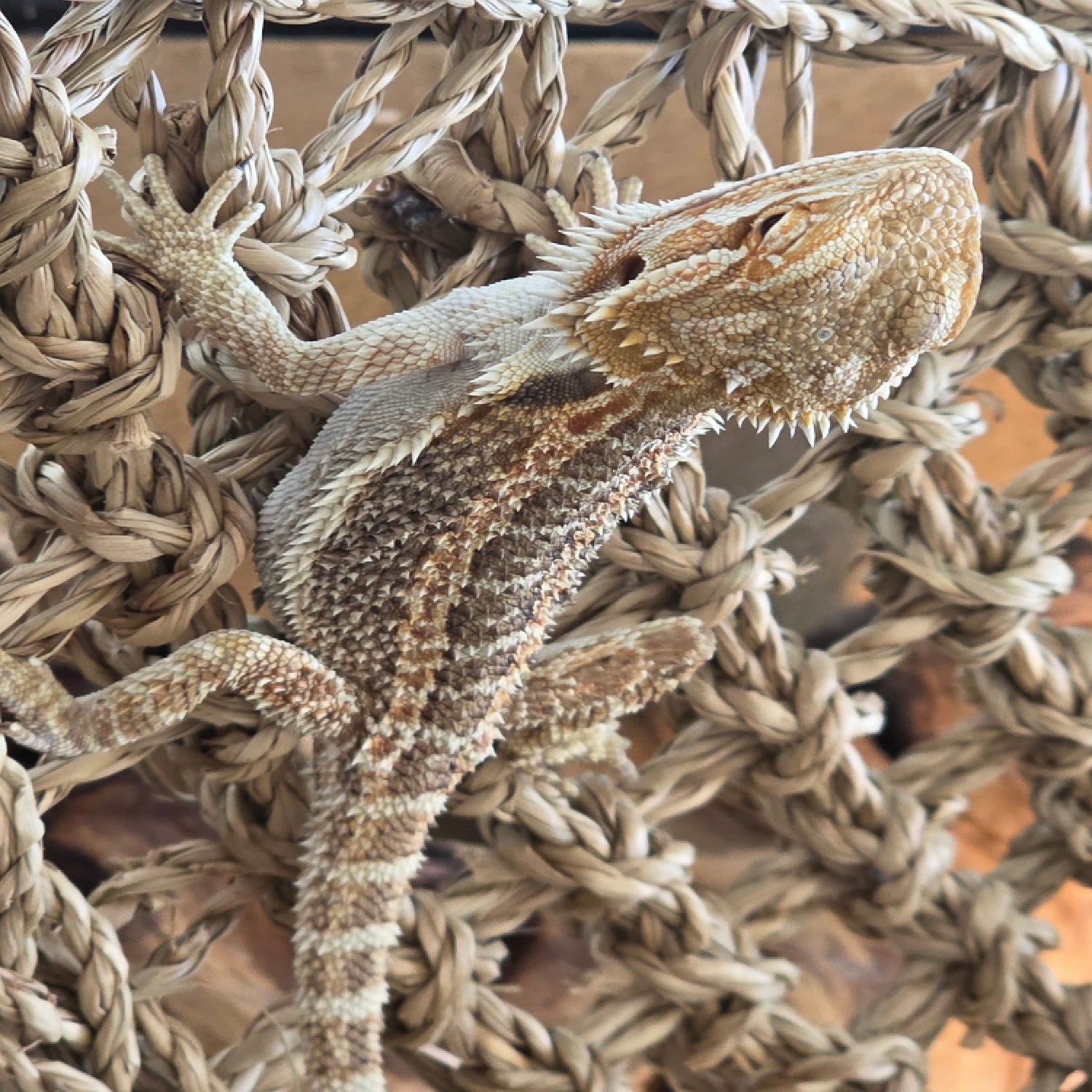 Vibrant Breaded Dragon
